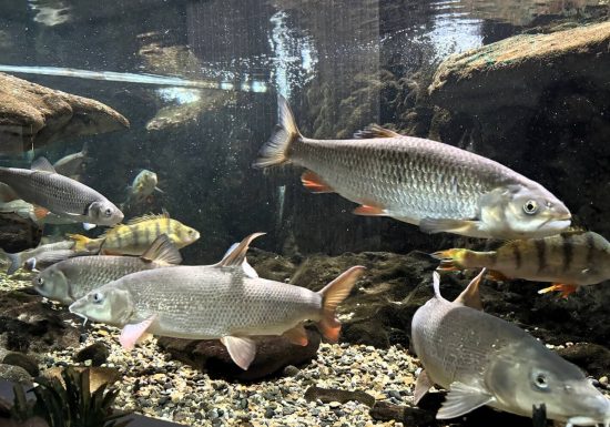 Visite à la Maison du Saumon