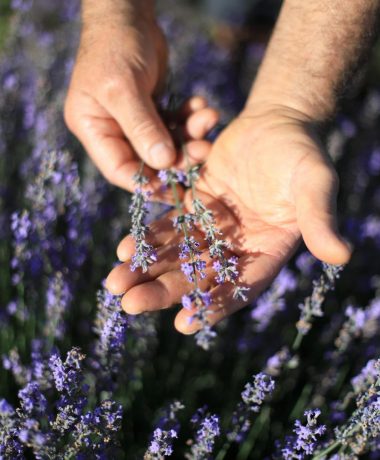 Distillerie Saint-Hilaire Auvergne