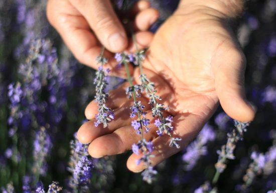Distillerie Saint-Hilaire Auvergne