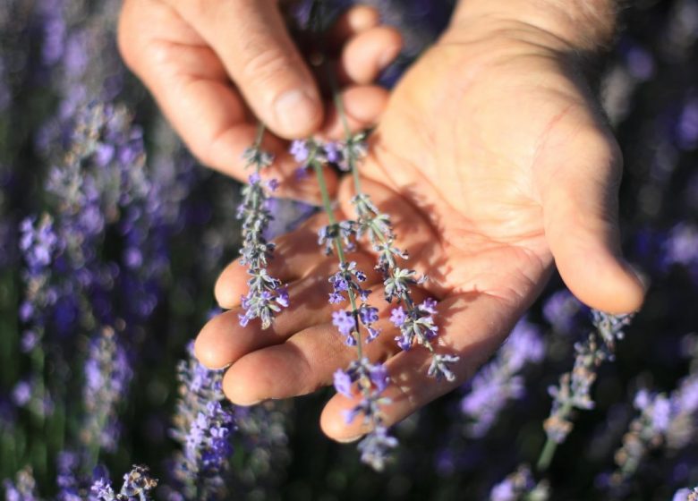 Distillerie Saint-Hilaire Auvergne