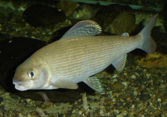 Aquarium La Maison du Saumon et de la Rivière