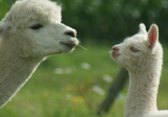 Alpacas De la Suavidad