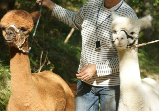 Alpacas De la Suavidad