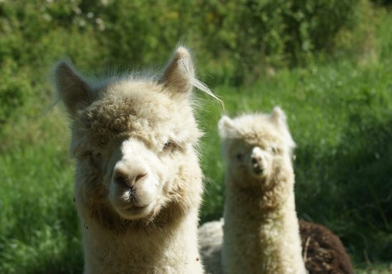 Alpacas De la Suavidad