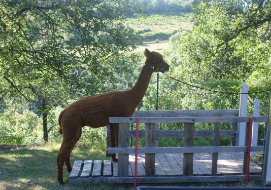Alpacas De la Suavidad