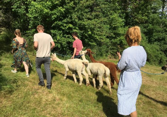 Alpacas De la Suavidad