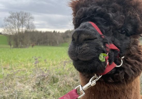 Alpacas De la Suavidad