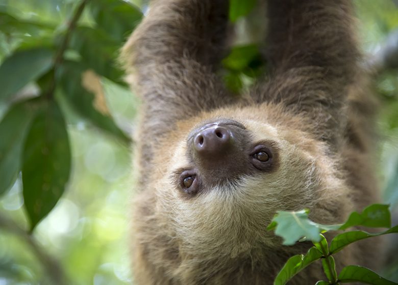 Parc Animalier d’Auvergne