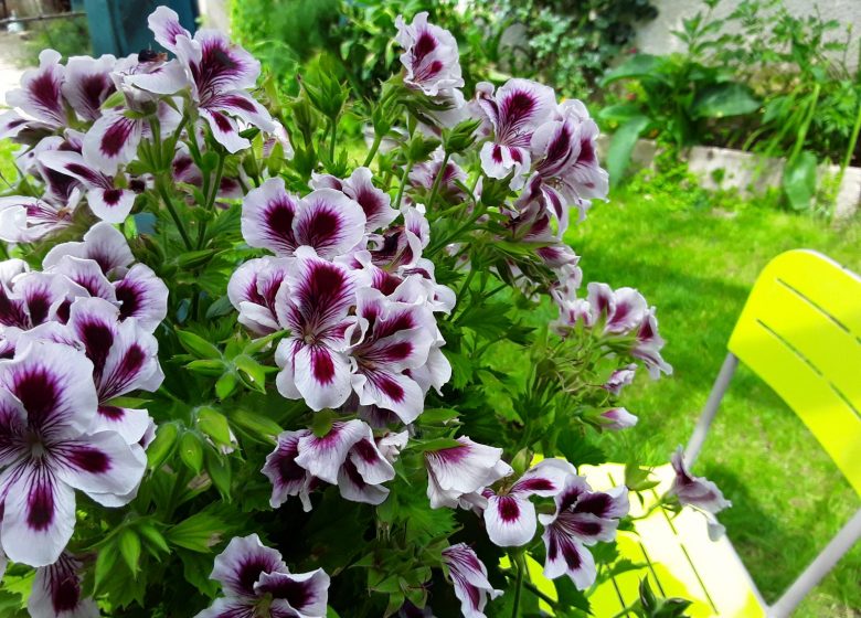 Au Petit Jardin – Maison d’Hôtes