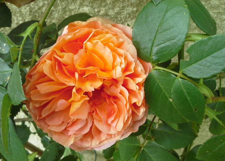 Au Petit Jardin – Maison d’Hôtes