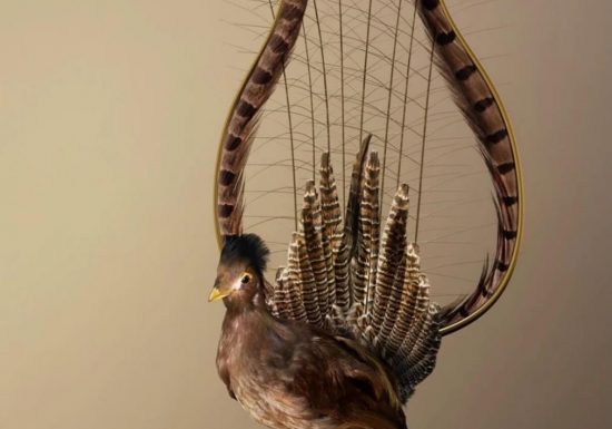 Réouverture de l’artothèque – Mise en avant des oeuvres de Vincent Fournier