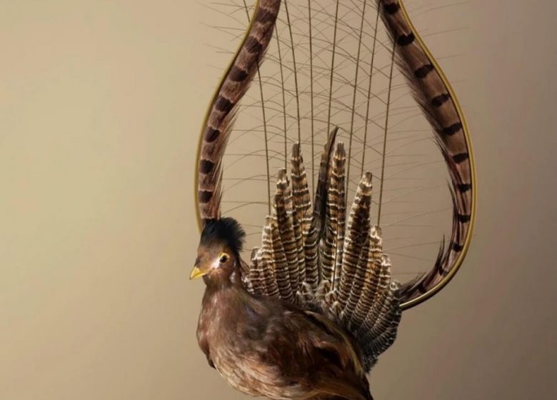 Réouverture de l’artothèque – Mise en avant des oeuvres de Vincent Fournier