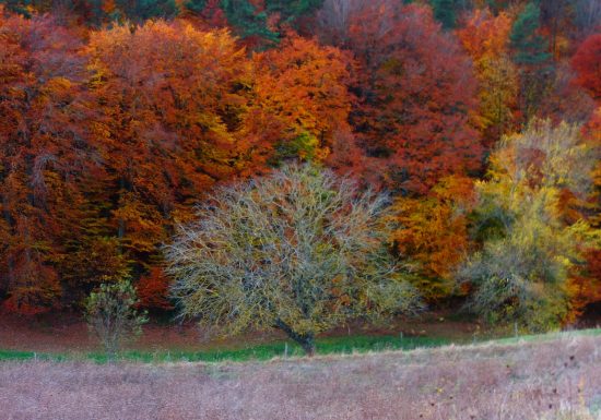 Chambre d’hôtes 5 personnes – Le Vallon d’Armandine
