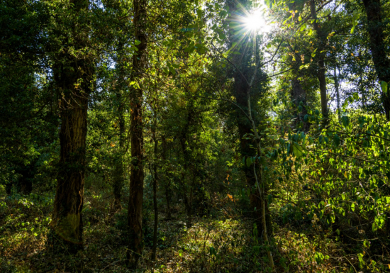 PR705 Les Panoramas de Lubilhac