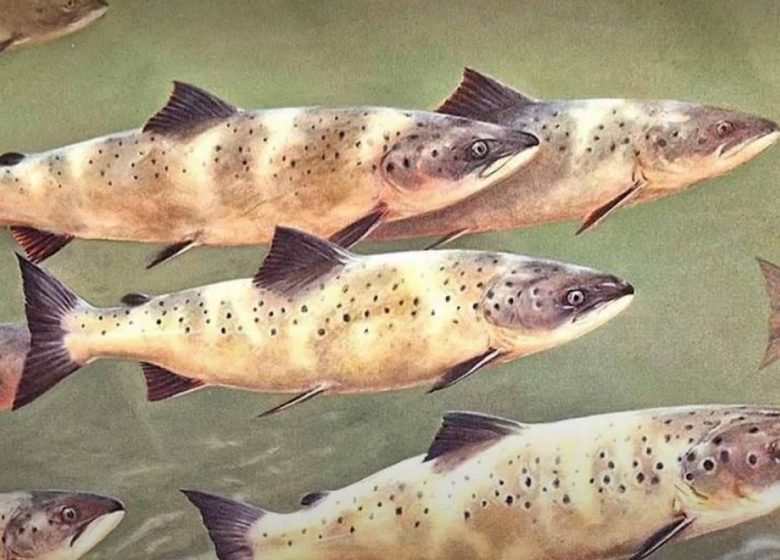 Dentelle et savoir-faire de la vallée de l&rsquo;Allier