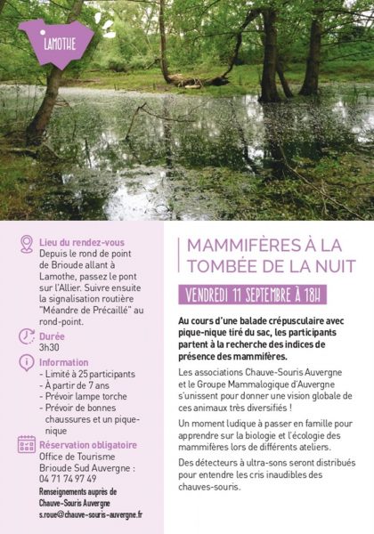 Mammifères à la tombée de la nuit