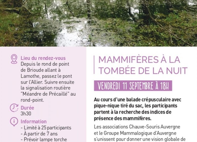 Mammifères à la tombée de la nuit