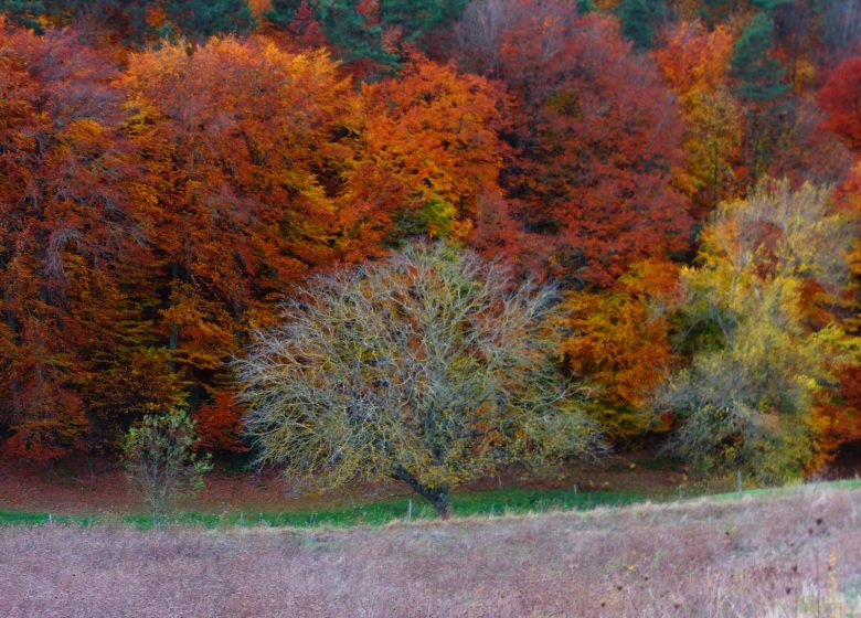 Chambre d&rsquo;hôtes éco-responsable « Le Vallon d&rsquo;Armandine » (2-5 pers.)
