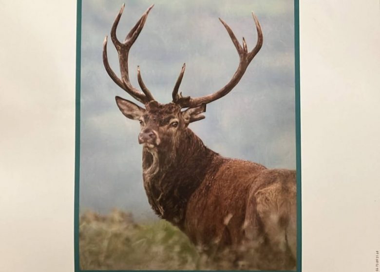 Exposition  Alizée Jean