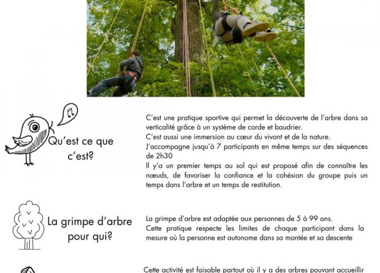 Activités de grimpes d&rsquo;arbres