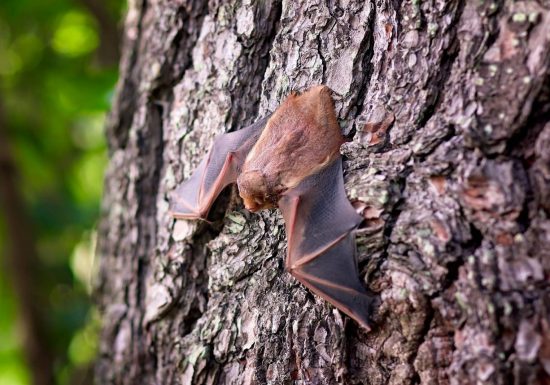 La nuit de la chauve-souris à Vieille-Brioude