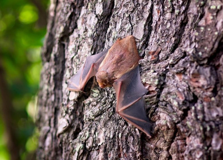 La nuit de la chauve-souris à Vieille-Brioude
