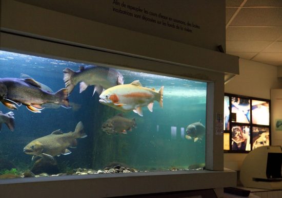Visite guidée de l&rsquo;Aquarium Maison du Saumon