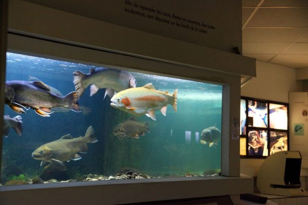 Visite guidée de l&rsquo;Aquarium Maison du Saumon