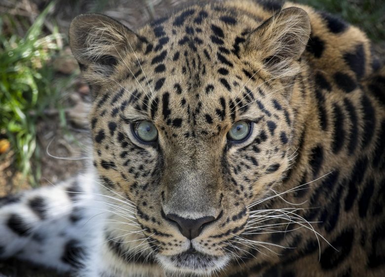 Parc Animalier d&rsquo;Auvergne