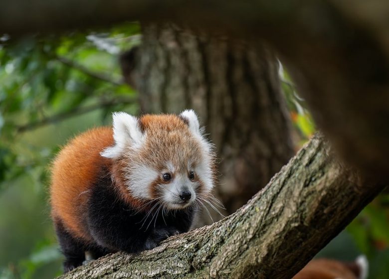 Parc Animalier d&rsquo;Auvergne