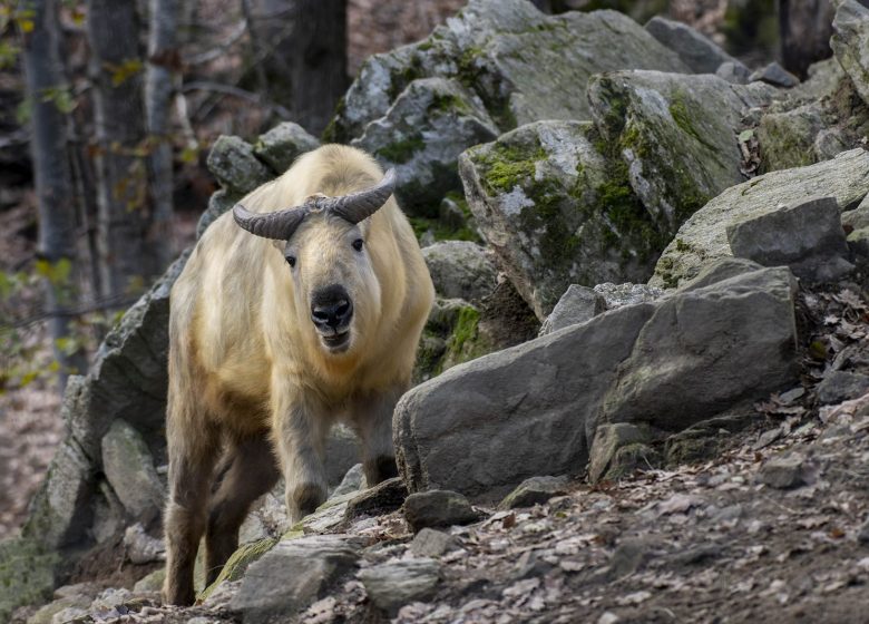 Parc Animalier d&rsquo;Auvergne