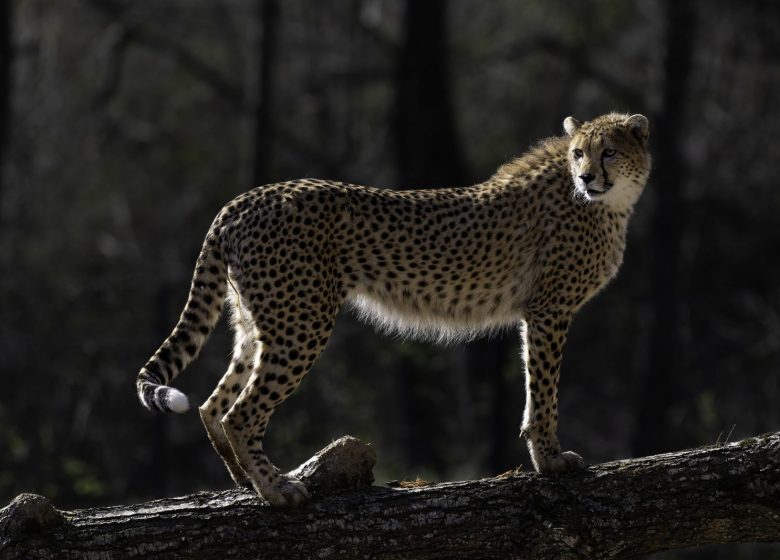 Parc Animalier d&rsquo;Auvergne