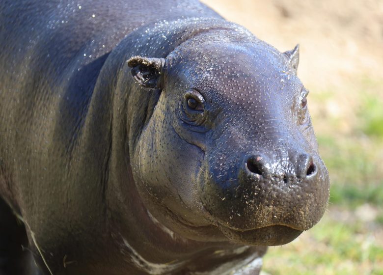 Parc Animalier d&rsquo;Auvergne