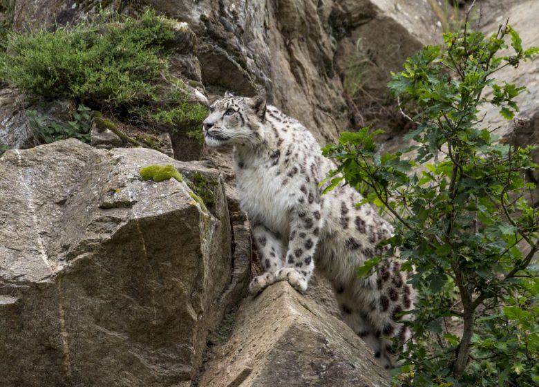 Parc Animalier d&rsquo;Auvergne