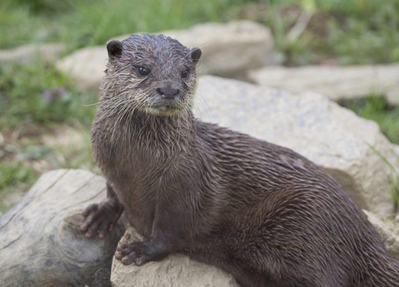 Parc Animalier d&rsquo;Auvergne