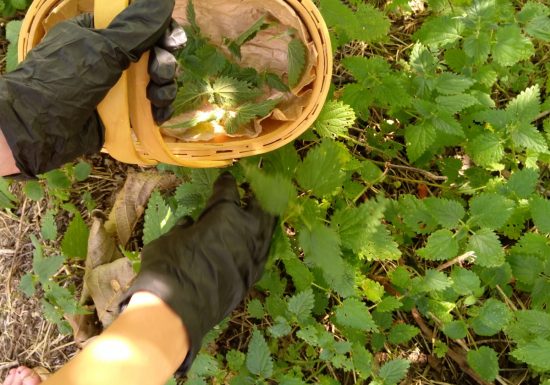 Eco-tours « Balade autosuffisance et gestes du sourciers »